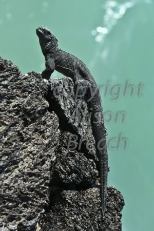Marine iguana climbing