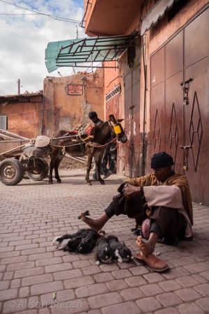Rabbit seller, Marrakech 