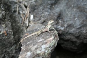 Lava Lizard (Microlophus albemarlensis), Isabela, Galåpagos