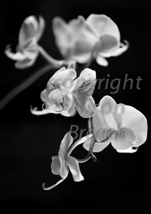 Orchid - black-and-white